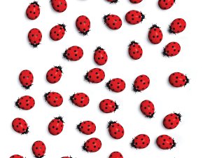 Ladybirds CR TaiChesco on iStock