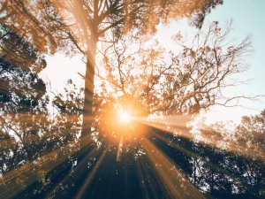 Light through trees CR Kamal Bilal in Unsplash 