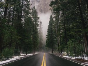 Trees and road CR Connor McSeffrey on Unsplash