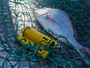 Image: Moana project, CC BY-ND