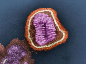 Influenza virus particle CR wikimedia