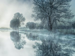 winter trees water CR Johannes Plenio on Unsplash