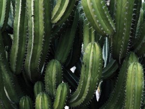 Cactus CR Polina Kaia on Unplash