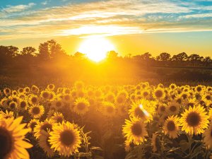  Sunflowers Sunrise