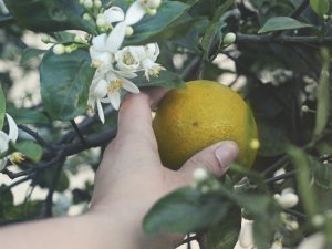 picking fruit CR Wendy Aros Routman on Unsplash