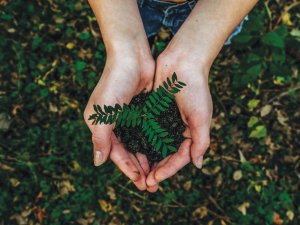 seedling tree CR Noah Buscher on Unsplash
