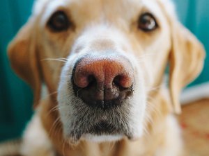 Labrador