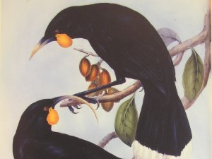 Huia CR Wikimedia CC