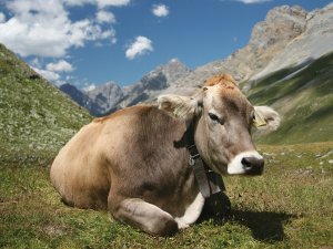 Complacent cow CR Daniel Schwen on Wikimedia