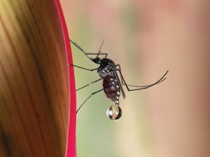 Mosquito CR David Clode on Unsplash