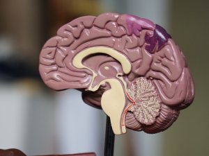 Brain model [Robina Weermeijer on Unsplash]