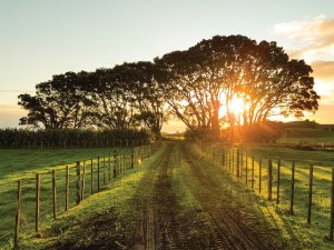 Rural NZ CR Werner Sevenster on Unsplash