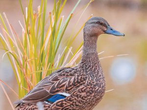 Duck