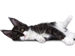 Kitten CR Nynke Van Holten on iStock 