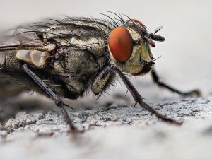 Fly Close UP CR Tobias Roth on Unsplash 