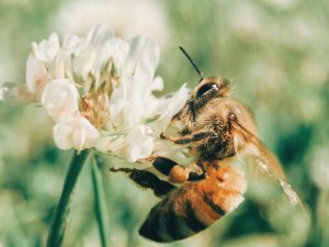 Honey Bee