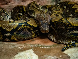 Python CR Joshua J Cotten on Unsplash