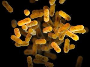 Bordetella Pertussis [Meredith Newlove on the Public Health Image Library]