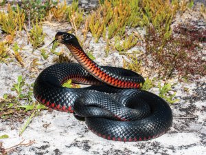 Red Bellied Black Snake Australia CR Ken Griffiths on iStock