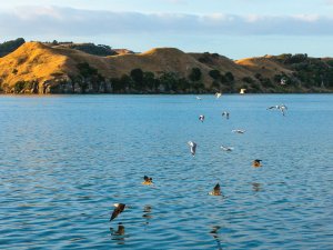 Raglan harbour CR NZD Virginia McMillen 