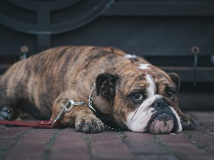 Bulldog