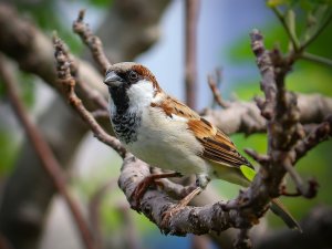 Sparrow, bird, tree [Aniket Solankar on Unsplash]