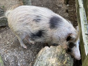 Auckland Islands pig