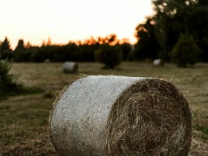 Hay bale in field CR Michelle Mirabell on Unsplash