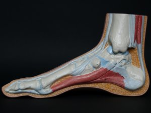 Foot anatomic model