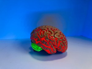 Brain CR Natasha Connell on Unsplash