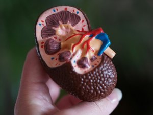 Pharma_Kidney