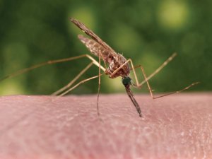 Travel-Med_Mosquito