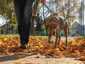 Dog Walking