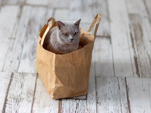 Grey cat in bag