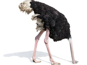 Ostrich CR Andrey Kuzman on iStock