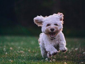 Spoodle Abby dog