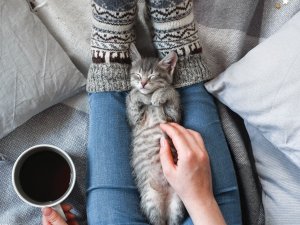 Woolly socks, winter warmers, cat, warmth