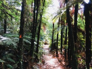 Forest path