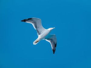 Seagull CR Felix Rostig on Unsplash.jpeg