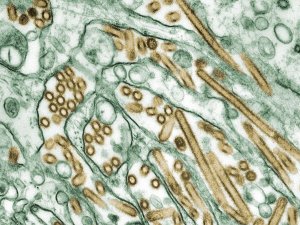 Flu, H5N1