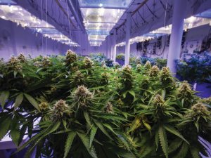 Cannabis plants