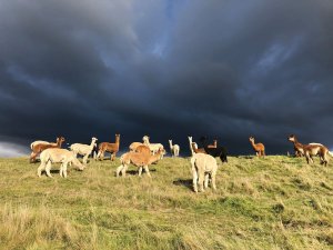 Alpacas on the farm