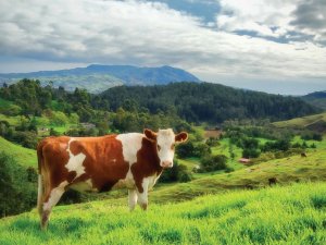 Cow CR Gabriel Porras on Unsplash