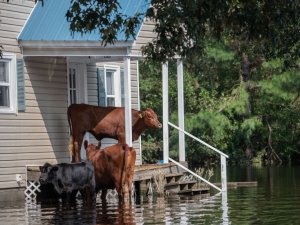 Cows stranded in flood CR Jo-Anne McArthur on Unsplash