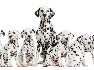 Dalmatians CR GlobalP on iStock