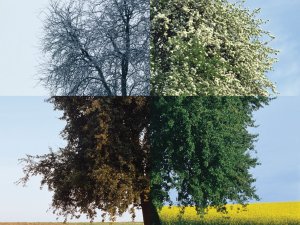Four seasons one tree