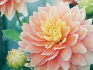 Dahlias