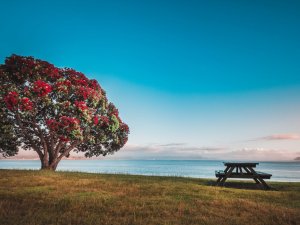 Paihia Sunrise Beach CR YiuCheung on iStock