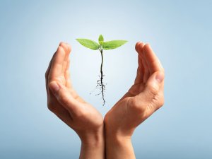 seedling CR Alex Sava on iStock