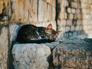 Cat sleeping